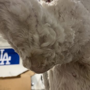 Barking Spot - Skinned elbows (were bleeding but have healed in the last 4 days) - Pet Stores Near Me - Chula Vista, California