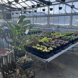 Thomsens Garden Center - Annuals