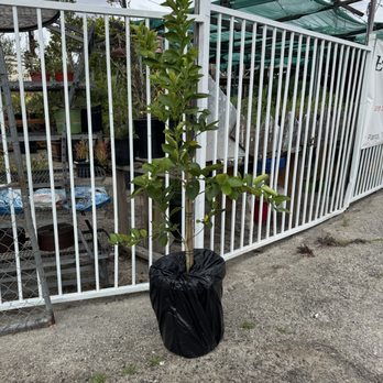 Echo Garden - 15 gallon Tree - Nurseries & Gardening Near Me - Los Angeles, California Echo Garden - 15 gallon Tree - Nurseries & Gardening Near Me - Los Angeles, California