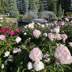 Central Memorial Park