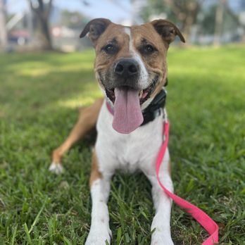 Divine Canine Ranch - Starting off leash recalls with e-collar - Pet Training Near Me Divine Canine Ranch - Starting off leash recalls with e-collar - Pet Training Near Me