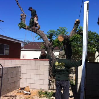 Oasis Tree Service - Trim the big branches hanging over our neighbor's property. - Tree Services Near Me - Los Angeles, California Oasis Tree Service - Trim the big branches hanging over our neighbor's property. - Tree Services Near Me - Los Angeles, California