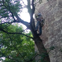 Reliable Tree Service - Reliable Tree Service did a great job trimming my tree.  Jose is a skilled tree climber and trimmer.