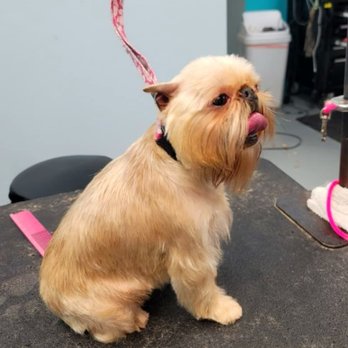 Drumhill’s Wildomar Pet Grooming - Lollipop after ..looking like a beautiful Brussels Griffon again!! - Pet Groomers Near Me - Wildomar, California Drumhill’s Wildomar Pet Grooming - Lollipop after ..looking like a beautiful Brussels Griffon again!! - Pet Groomers Near Me - Wildomar, California