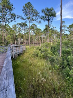 Tarkiln Bayou Preserve State Park by null