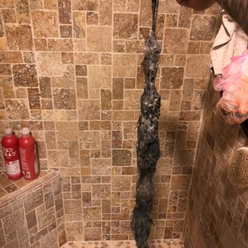 Hughes Plumbing Services - Pulled this out when I was servicing a shower drain in Chatsworth - Plumbing Near Me - Thousand Oaks, California Hughes Plumbing Services - Pulled this out when I was servicing a shower drain in Chatsworth - Plumbing Near Me - Thousand Oaks, California