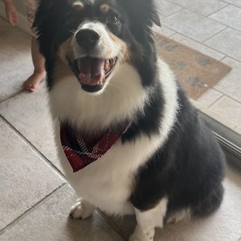 Romp - Pet Sitting Near Me - Scottsdale, Arizona Romp - Pet Sitting Near Me - Scottsdale, Arizona