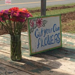 Potomac Farm Market - Last of this summer's zinnias
