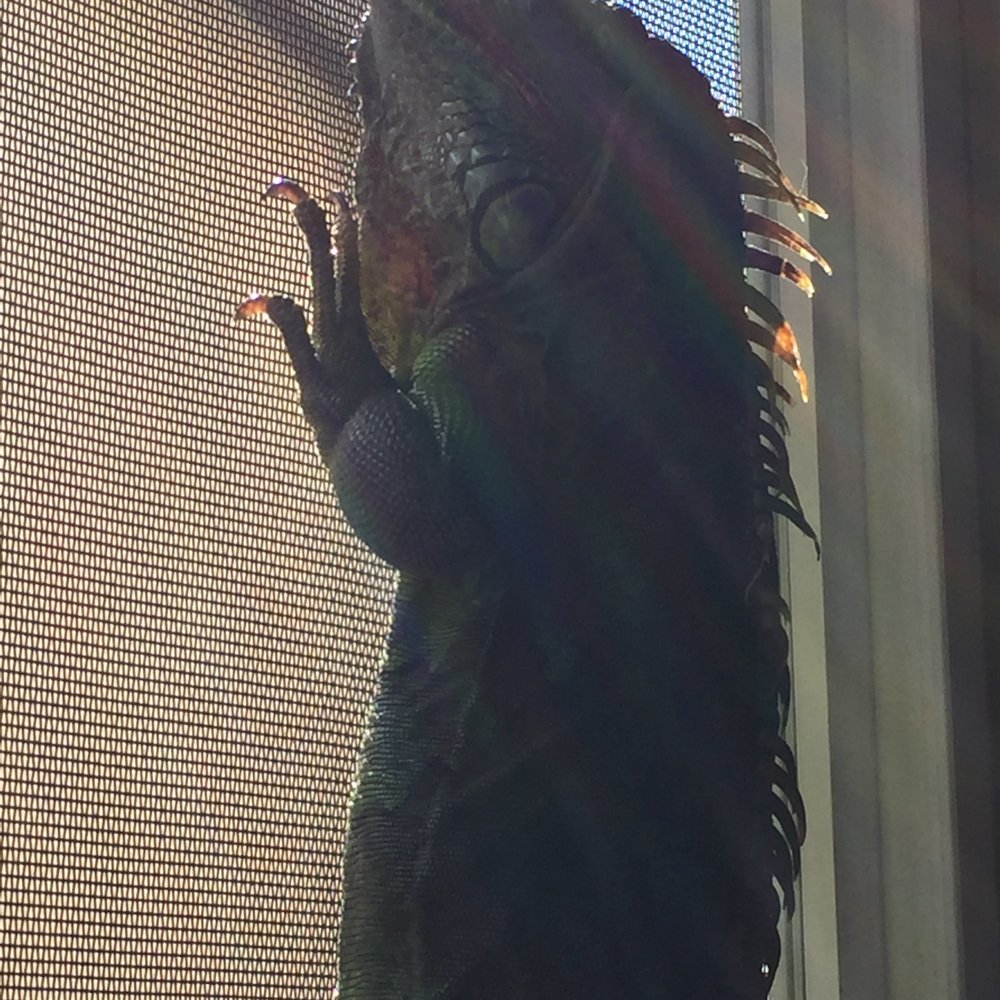 Mobile Screen Shop - Athena hanging on our new screen frame with a special pet screen that's durable and can't rip or fray. She loves the sun in the window! - Windows Installation Near Me Mobile Screen Shop - Athena hanging on our new screen frame with a special pet screen that's durable and can't rip or fray. She loves the sun in the window! - Windows Installation Near Me