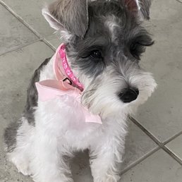 Puppy