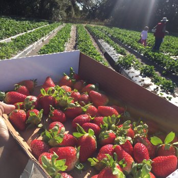 Oak Haven Farms  - Ranches Near Me - Sorrento, Florida