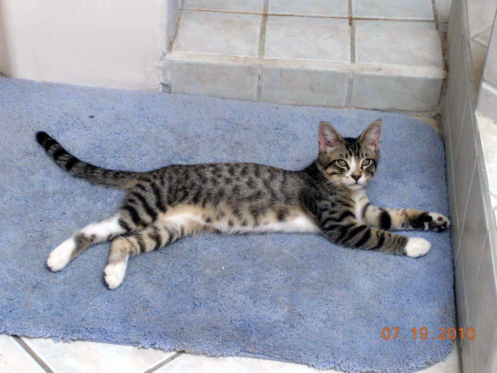 Healing Through The Heart - grief counselor in Richmond, VA