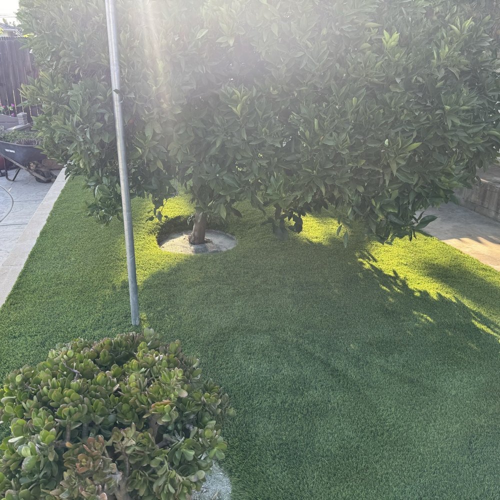 Big Bully Turf - Another tree - Landscaping Near Me - Henderson, Nevada