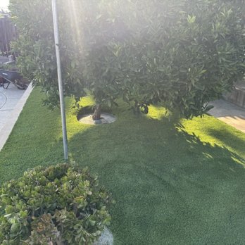 Big Bully Turf - Another tree - Landscaping Near Me - Henderson, Nevada