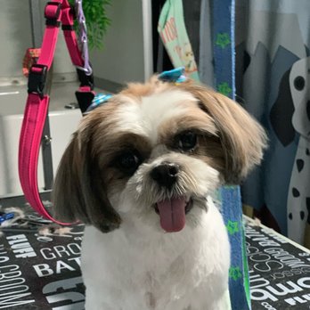 Wet Nose Grooming - Frankie after - Pet Groomers Near Me