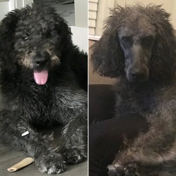 PetSmart - Pet Groomers Near Me - Greenville, South Carolina PetSmart - Pet Groomers Near Me - Greenville, South Carolina