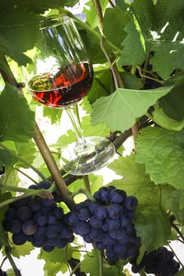 Laurentide Winery by null