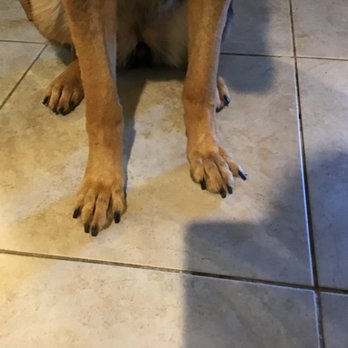 Pet Spaw - Doesn't look like they did anything to her front paws! - Pet Groomers Near Me - Glendora, California Pet Spaw - Doesn't look like they did anything to her front paws! - Pet Groomers Near Me - Glendora, California