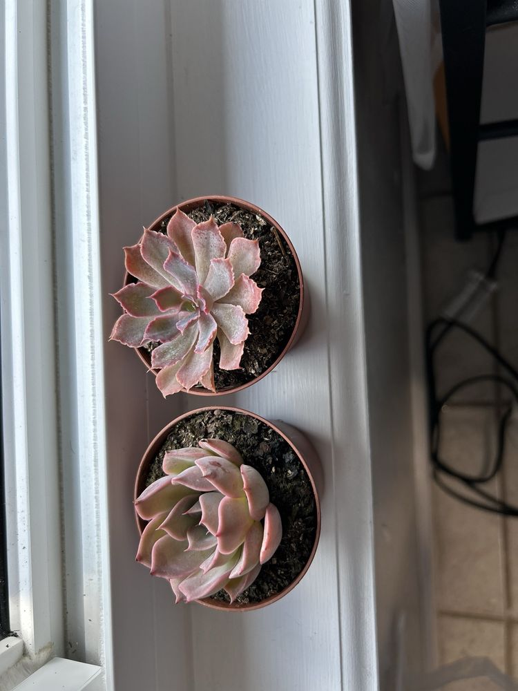 EFG ORCHIDS Updated July 2024 107 Photos & 26 Reviews 4265 Marsh