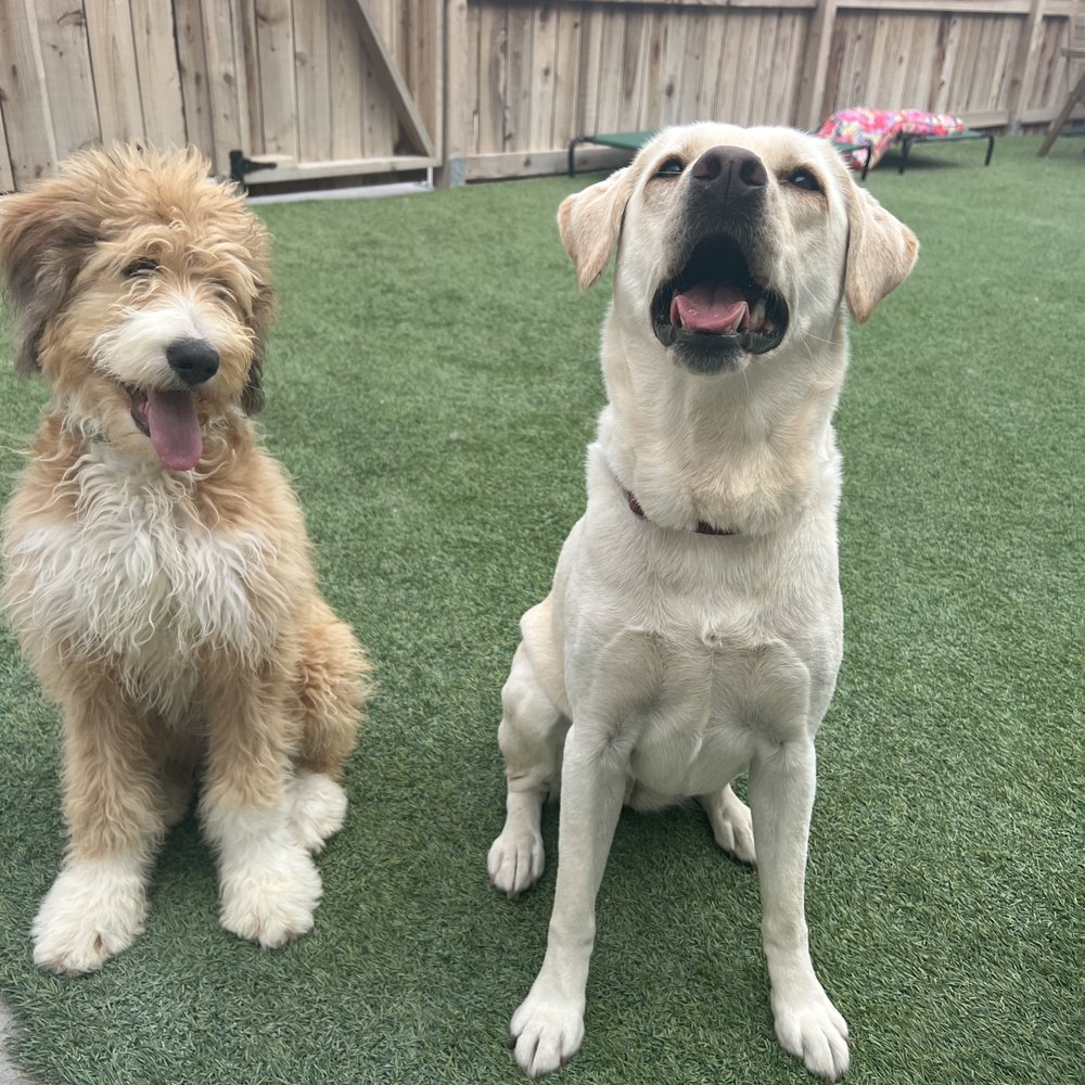 A Bark Idea - Pet Training Near Me - Redondo Beach, California A Bark Idea - Pet Training Near Me - Redondo Beach, California