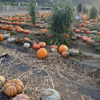 Tanaka Farms - 10.10.25 - CSA Near Me - Irvine, California Tanaka Farms - 10.10.25 - CSA Near Me - Irvine, California