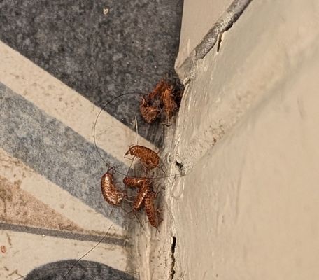 Paradise Point Resort & Spa by null