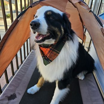 One Stop Mobile Pet Grooming - This is fresh out being groomed! - Pet Groomers Near Me One Stop Mobile Pet Grooming - This is fresh out being groomed! - Pet Groomers Near Me