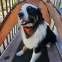 Photo of One Stop Mobile Pet Grooming