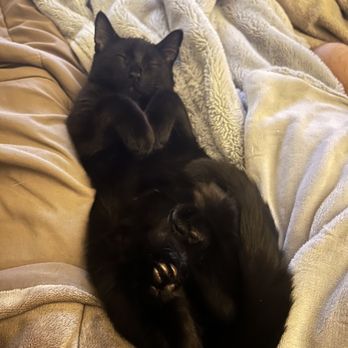 Jacksonville Humane Society - Black kitten - Animal Shelters Near Me - Jacksonville, Florida Jacksonville Humane Society - Black kitten - Animal Shelters Near Me - Jacksonville, Florida