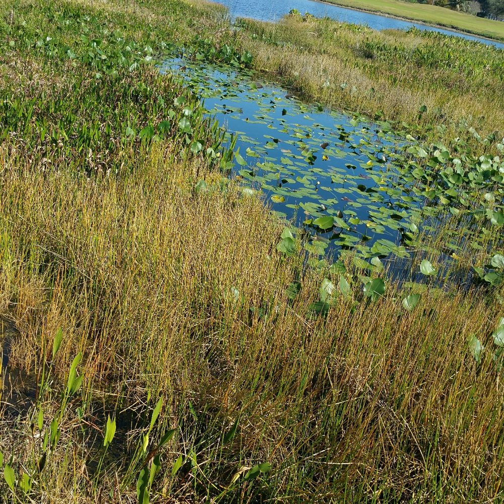 Plantation Preserve Linear Trail - I didn't see alligators but you never know.... - Parks Near Me - Plantation, Florida Plantation Preserve Linear Trail - I didn't see alligators but you never know.... - Parks Near Me - Plantation, Florida