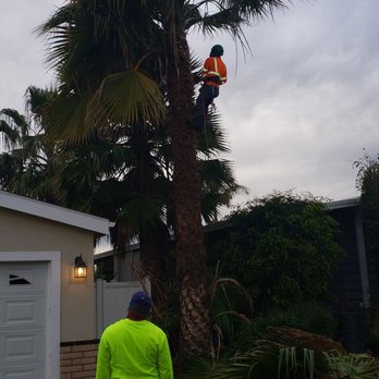 Octavio's Tree Service - Tree Services Near Me Octavio's Tree Service - Tree Services Near Me