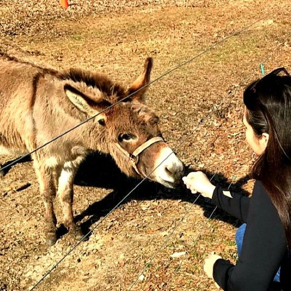 C&C Farm - Horseback Riding Near Me - Louisburg, North Carolina