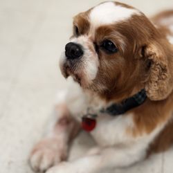 Miles Pet Grooming