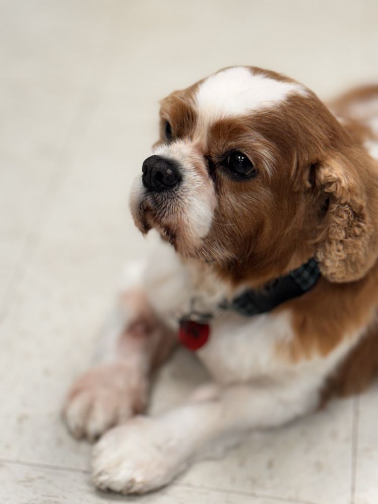 MILES PET GROOMING Updated September 2024 34 Photos 424