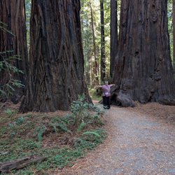 Avenue of the Giants