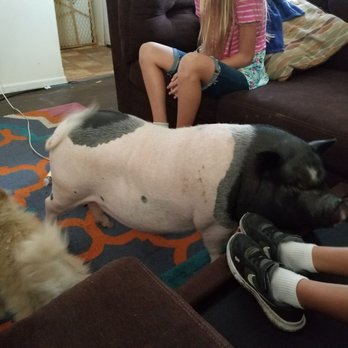 Texas Tiny Pigs - Pet Breeders Near Me Texas Tiny Pigs - Pet Breeders Near Me