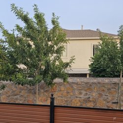 Eastside Discount Nursery - Trees 2 years and they are all growing so fast!