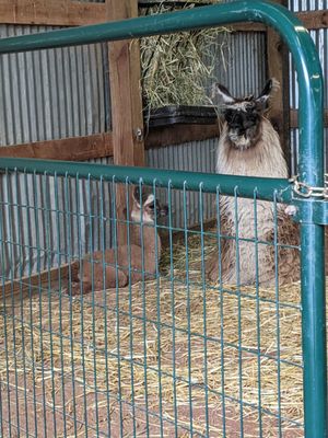 Minnesota Zoo by null