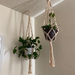 Blackwater - Jade Pothos + Wax Plant