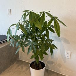 Beauty of a money tree.