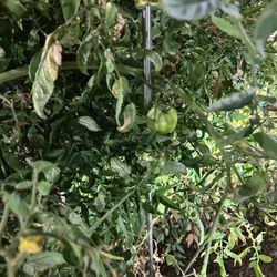 Shell - tomato plants growing at the gas station