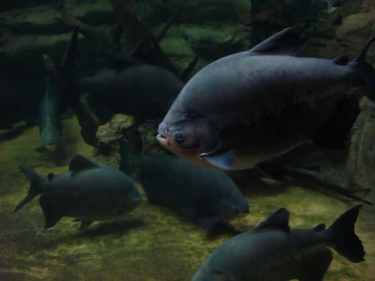 Aquarium of Veracruz by null