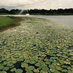 Soka Gakkai International-USA - Toda Lake. Look @ the Lotus Flowers!