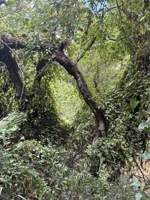 George Mitchell Nature Preserve by null