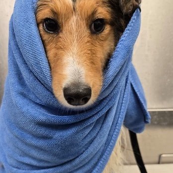 Scenthound San Diego Carmel Valley - Photo update of Winifred (Freddie) after her bath! - Pet Groomers Near Me - San Diego, California Scenthound San Diego Carmel Valley - Photo update of Winifred (Freddie) after her bath! - Pet Groomers Near Me - San Diego, California