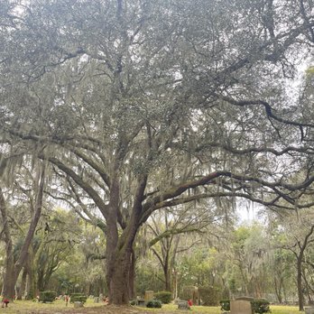 Evergreen Cemetery - Huge old tree - Funeral Services & Cemeteries Near Me - Jacksonville, Florida