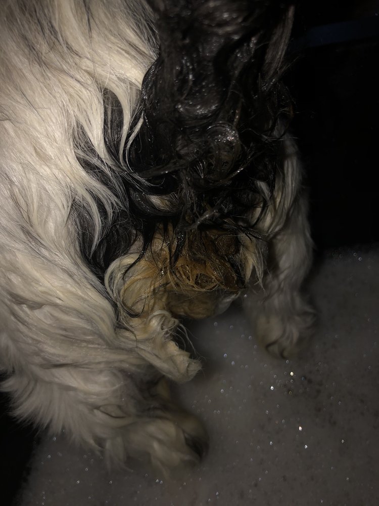 NOAH PET CLINIC 2405 E Perkins Ave, Sandusky, Ohio Veterinarians