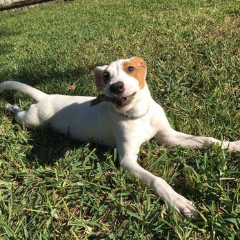 Suncoast Animal League - Our foster girl Stella! A friend adopted her! - Animal Shelters Near Me - Palm Harbor, Florida Suncoast Animal League - Our foster girl Stella! A friend adopted her! - Animal Shelters Near Me - Palm Harbor, Florida
