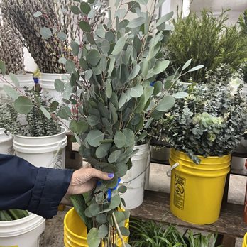 Carlstedt Oscar G - Eucalyptus - Florists Near Me - Tampa, Florida