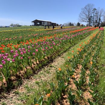 Howard Family Farm - Tulip field - Pumpkin Patches Near Me - Harmony, North Carolina Howard Family Farm - Tulip field - Pumpkin Patches Near Me - Harmony, North Carolina